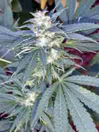 KC33 x Skunk