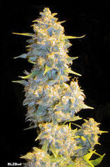 Graines simples BLZ Bud