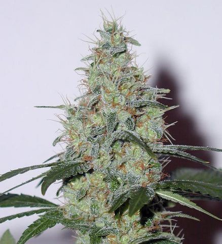 Bambata marijuana seeds