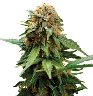 Tangerine Dream cannabis cup seeds