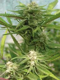 Bestial Skunk feminized marijuana seeds