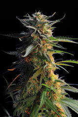 Big Band Single Seed