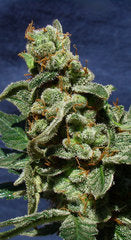 Big Band Automatic single seed