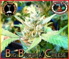 Graines de marijuana féminisées Cheese