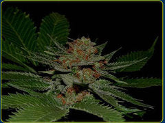 Big Kahuna single seed