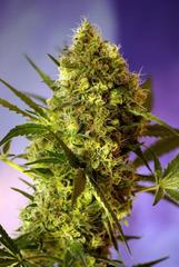 Big Devil Automatic marijuana seeds