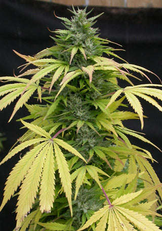 Big Laughing marijuana seeds