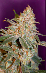 Black Diesel marijuana single seed