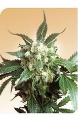 Black domina single cannabis seed