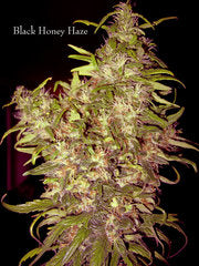 Black Honey Haze cannabis single seeds