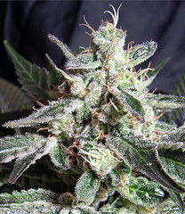 Black Jack single marijuana seed