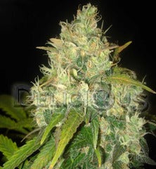 Black russian single cannabis seeds