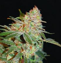 Advanced Seeds Black Diesel Seeds