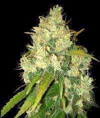 Black Russian marijuana seeds