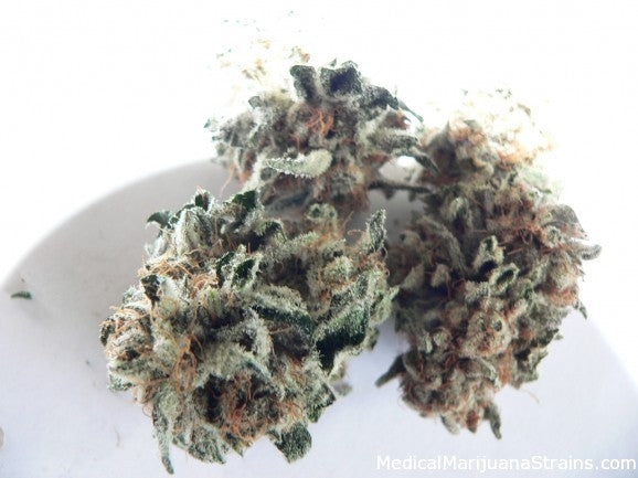 Blackberry kush seeds