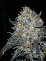 Blackwater cannabis single seed california