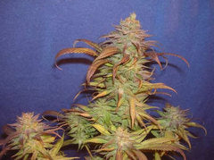 Block head cannabis single seed
