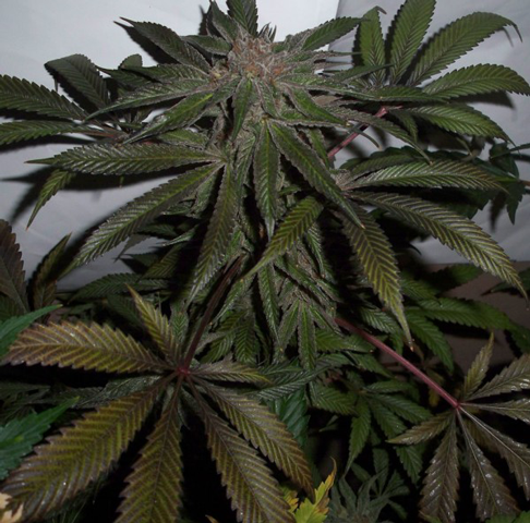 Blowfish cannabis seed