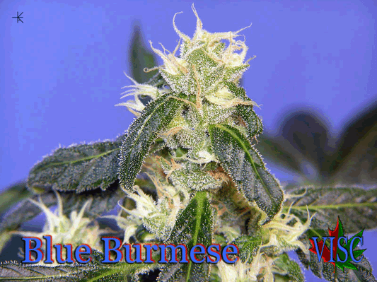B-Bud