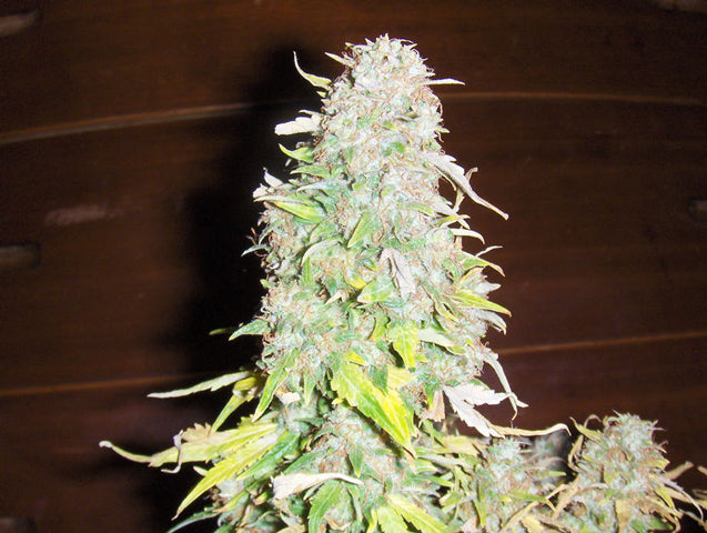 Blue Dot marijuana seed