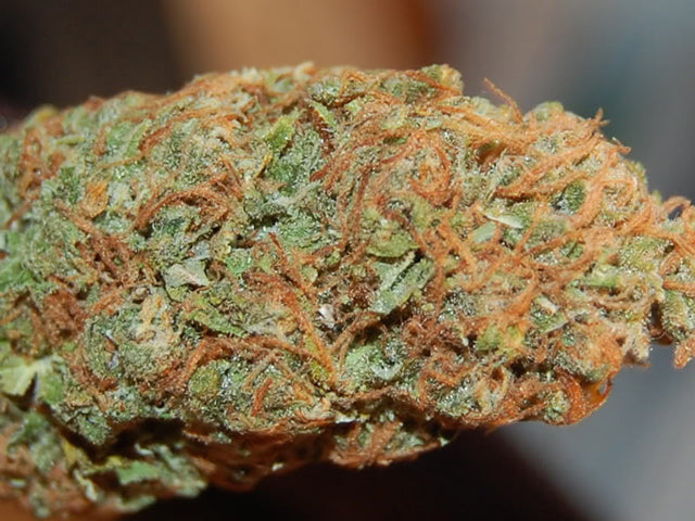 Blue Goo seeds