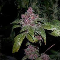 Blue Haze single seeds