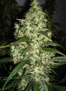 Blue Moon marijuana seeds