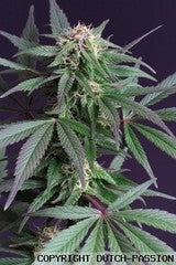 Blue Moonshine single seeds