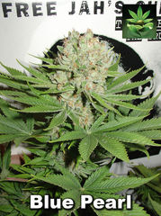 Blue Pearl marijuana single seeds