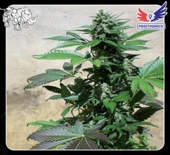 Blue Rhino cannabis single seed