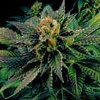 Virginia Indica Skunk