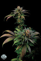 Blue Widow single seeds