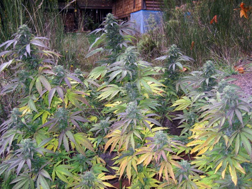 Blue Buddha marijuana seeds