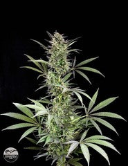 Blue Fruit Marijuana seeds