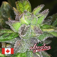 Blueberry x God
