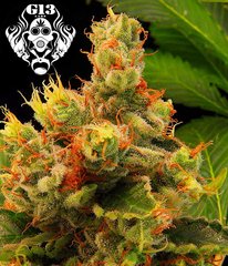 Blueberry Gum single seeds