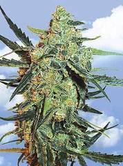 Blueberry skunk marijuana seed