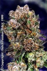 Blueberry single seed