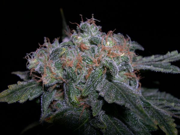 Bog Bubble cannabis seeds