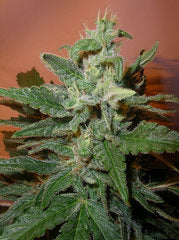 Bonkers single cannabis seeds