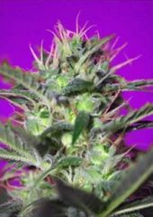 Botafumeiros single seed