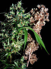 Brainstorm Haze G13 single seeds