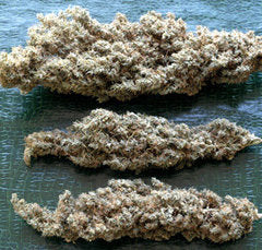 Brainstorm Haze single seeds