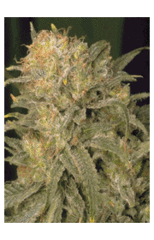 Bubble Gum marijuana single seeds