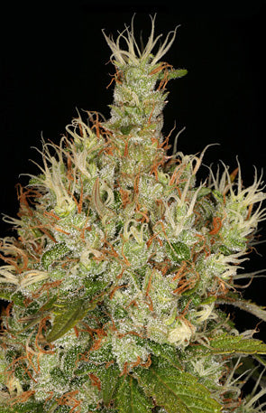 Buddha Grass seeds