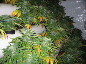 Great White North Seed Company