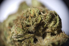 Bunker Bud seeds