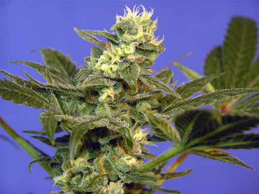 Bush Bud