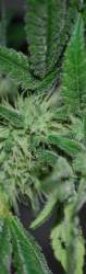 Bushmans marijuana seeds