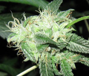 Butterscotch hawaiian seeds